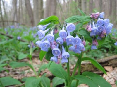 Using Phenology to Better Know Your Land Image